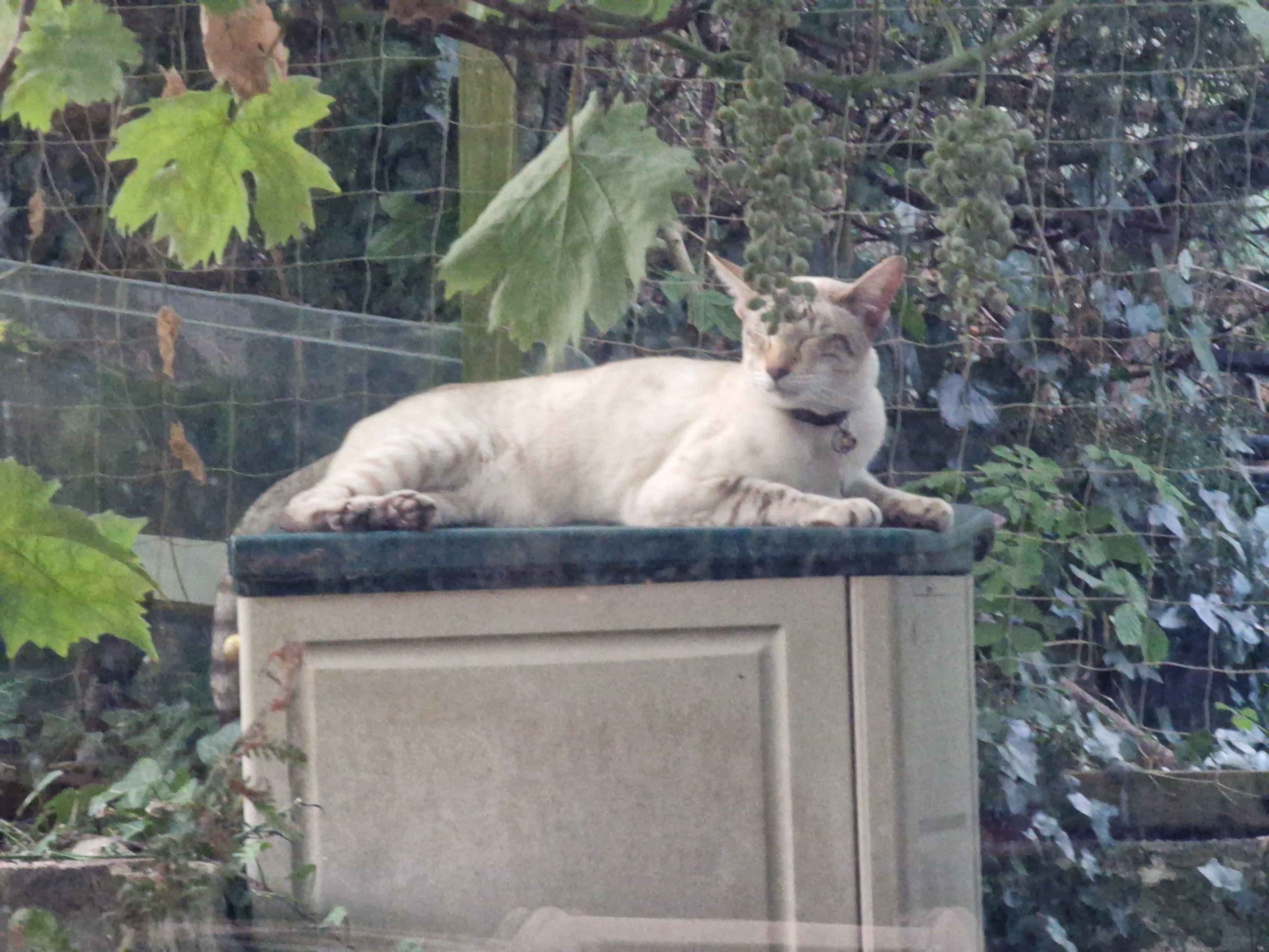 A tan cat lounging on top of a garden cabinet with his eyes closed.